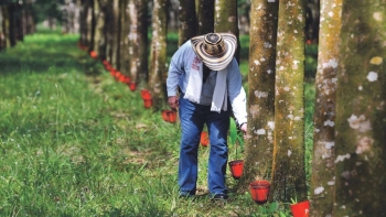 Giá cao su tại sàn châu Á tiếp tục giảm mạnh do dịch Covid-19