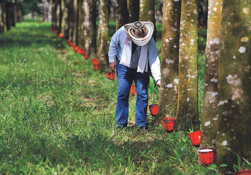 Giá cao su tiếp tục lao dốc sau thời gian tăng mạnh