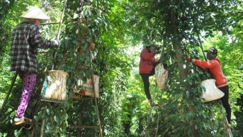 Xuất khẩu hồ tiêu: Doanh nghiệp ngoại tiếp tục dẫn đầu