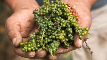 Giá hồ tiêu hôm nay 26/4: Giữ ổn định