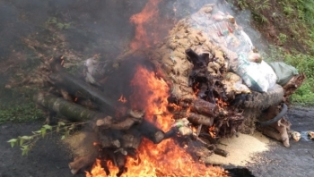 Hà Giang: Tiêu hủy 1.670kg lúa giống và 22 gốc cây Anh Đào nhập lậu