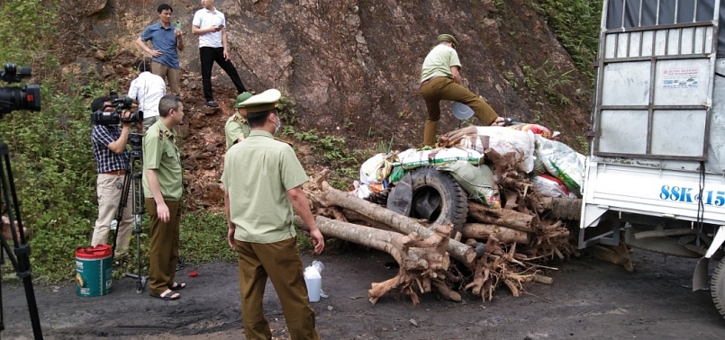 Tiêu hủy gần 2 tấn giống lúa và 22 gốc cây Anh Đào là hàng hóa nhập lậu