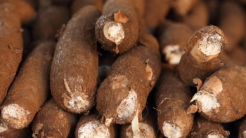 Xuất khẩu sắn và các sản phẩm từ sắn sang Trung Quốc tăng mạnh