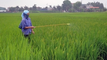 Quảng Bình: Có 1.078 ha lúa Đông - Xuân bị nhiễm khô vằn và rầy nâu