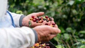 Giá cà phê hôm nay 27/4: Đồng loạt tăng