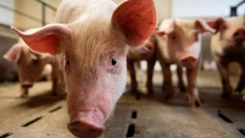 Giá thịt lợn hôm nay 27/4: Tiếp tục giảm nhẹ
