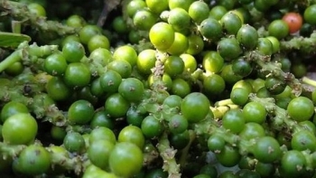 Giá hồ tiêu hôm nay 28/4: Tiếp tục đi ngang