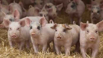 Giá thịt lợn hôm nay 28/4: Điều chỉnh ở một số địa phương