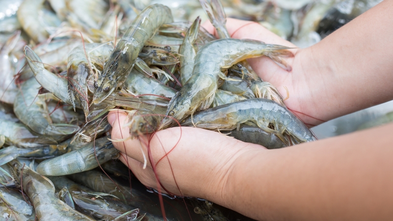 Nhập khẩu thủy sản trong quý I/2021 đạt 499,04 triệu USD, tăng trên 22%