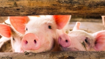 Giá thịt lợn hôm nay 29/4: Đi ngang tại miền Bắc