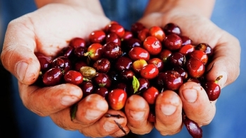 Giá cà phê hôm nay 30/4: Giảm mạnh