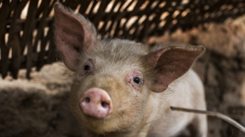 Giá thịt lợn hôm nay 30/4: Giảm rải rác trên cả nước