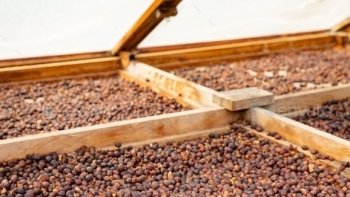 Giá cà phê hôm nay 1/5: Đi ngang tại các địa phương