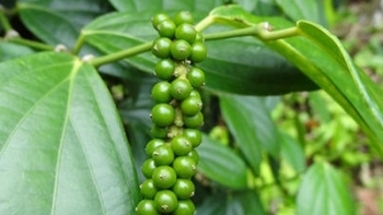 Giá hồ tiêu hôm nay 1/5: Đi ngang phiên thứ 5 liên tiếp