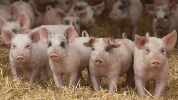 Giá thịt lợn hôm nay 1/5: Điều chỉnh ở một vài nơi
