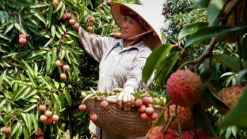 Vải Hải Dương sẽ được bán trên 4 sàn thương mại điện tử