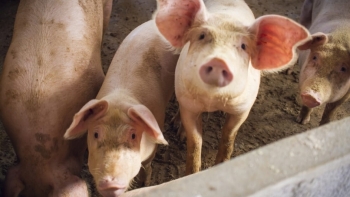 Giá thịt lợn hôm nay 2/5: Trong khoảng 71.000 - 73.000 đồng/kg