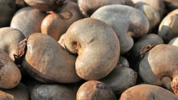 4 tháng đầu năm, nhập khẩu điều thô tăng mạnh, đạt gần 1,2 triệu tấn