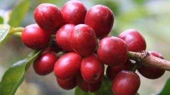 Giá cà phê hôm nay 2/5: Tiếp tục đi ngang