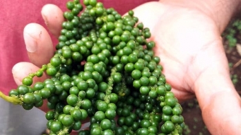 Giá hồ tiêu hôm nay 2/5: Thấp nhất 64.000đ/kg