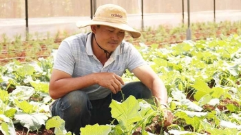 Gia Lai: Phát triển sản xuất rau, hoa và cây ăn quả bền vững