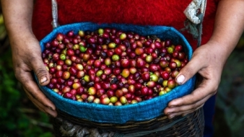 Giá cà phê hôm nay 3/5: Giữ ổn định