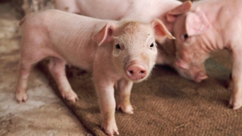 Giá thịt lợn hôm nay 3/5: Điều chỉnh rải rác