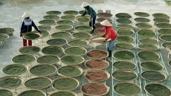 Giá hồ tiêu hôm nay 3/5: Tiếp tục đi ngang