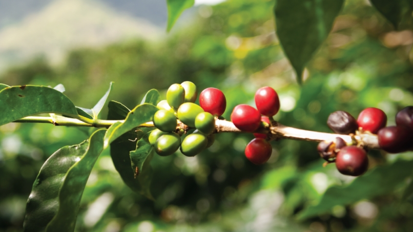 Giá cà phê hôm nay 4/5: Dao động trong khoảng 32.600 - 33.400 đồng/kg