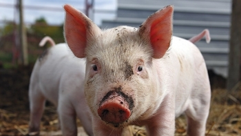 Giá thịt lợn hôm nay 4/5: Điều chỉnh ở một vài nơi