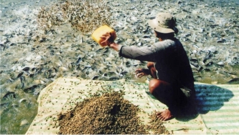 Ninh Bình: 4 tháng đầu năm, sản lượng thủy sản ước đạt trên 19,5 nghìn tấn