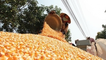 Xuất khẩu thức ăn chăn nuôi đạt trên 201,18 triệu USD, tăng 33,8%