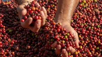 Giá cà phê hôm nay 5/5: Đồng loạt tăng
