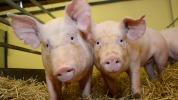 Giá thịt lợn hôm nay 5/5: Giảm mạnh tại nhiều tỉnh thành