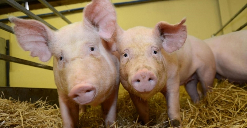 Giá thịt lợn hôm nay 5/5: Giảm mạnh tại nhiều tỉnh thành