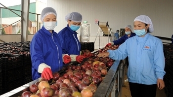 Ninh Bình: Giá trị xuất khẩu hàng hóa tháng 4 ước đạt 274,7 triệu USD