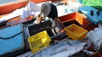 Quảng Nam: Sản lượng khai thác thủy sản 4 tháng đầu năm đạt hơn 27,8 nghìn tấn