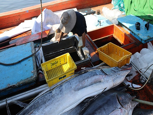 Quảng Nam: Sản lượng khai thác thủy sản 4 tháng đầu năm đạt hơn 27,8 nghìn tấn