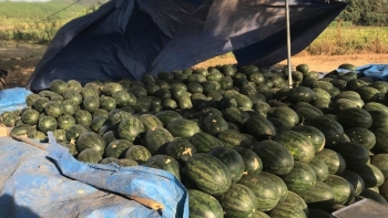 Kon Tum: Thực hiện Đề án đổi mới phương thức kinh doanh tiêu thụ nông sản giai đoạn 2021 - 2025