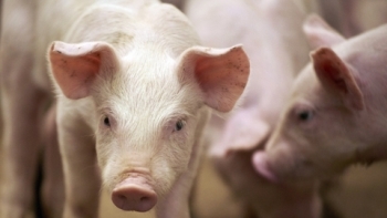 Giá thịt lợn hôm nay 6/5: Duy trì xu hướng giảm