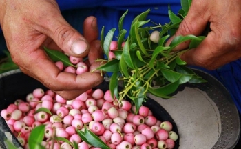 Đà Nẵng: Phát triển đa dạng các phương thức kinh doanh tiêu thụ nông sản theo chuỗi bền vững