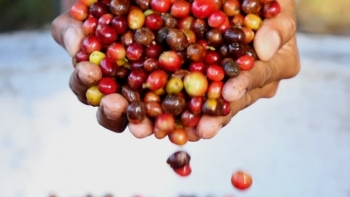 Giá cà phê hôm nay 7/5: Đồng loạt vượt 34.000 đồng/kg