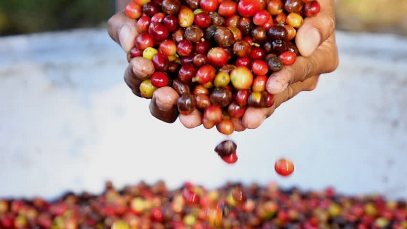 Giá cà phê hôm nay 7/5: Đồng loạt vượt 34.000 đồng/kg