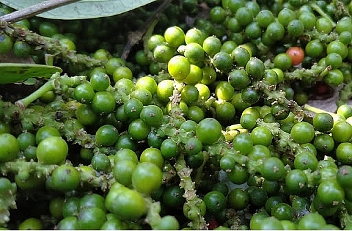 Giá hồ tiêu hôm nay 7/5: Thị trường trong nước tiếp tục đi ngang