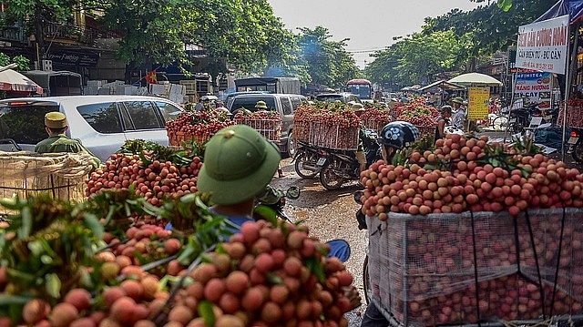 Ngoài Lục Ngạn (Bắc Giang), Thanh Hà (Hải Dương) cũng là địa phương có sản lượng vải thiều lớn