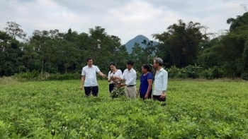 Hà Giang: Chuyển đổi cơ cấu cây trồng theo hướng nâng cao chất lượng, hiệu quả