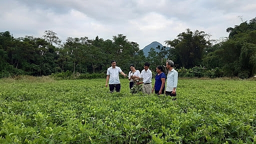 Hà Giang đẩy mạnh chuyển đổi cơ cấu cây trồng theo hướng nâng cao chất lượng, hiệu quả Hà Giang đẩy mạnh chuyển đổi cơ cấu cây trồng theo hướng nâng cao chất lượng, hiệu quả
