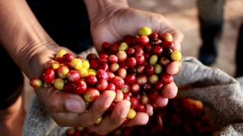 Giá cà phê hôm nay 10/5: Đi ngang