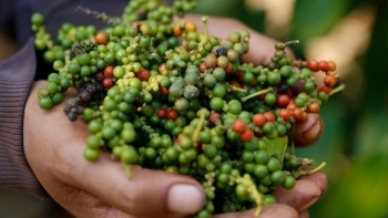 Giá hồ tiêu hôm nay 10/5: Vẫn giữ ổn định