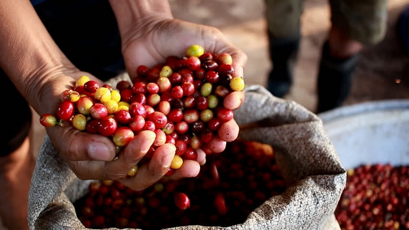 Giá cà phê hôm nay 10/5, đi ngang đầu tuần